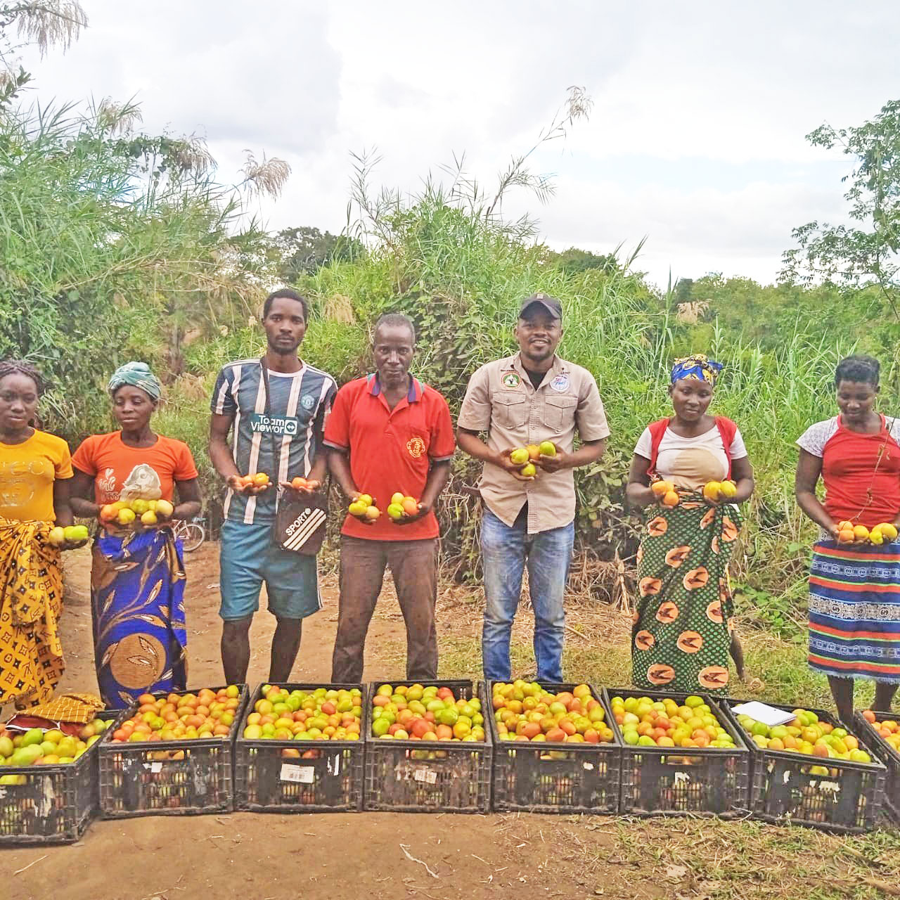 Sustainable agriculture - tomate