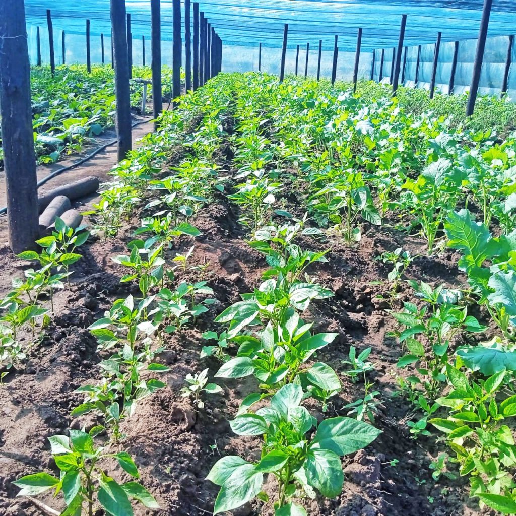 greenhouses